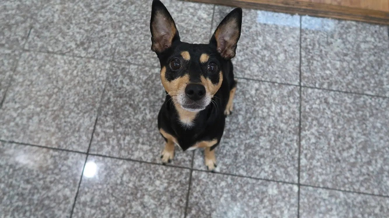 Lost dog in Santa Ana, CA, 92704
