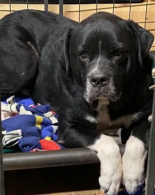 Lost dog in Powell, TN, 37849