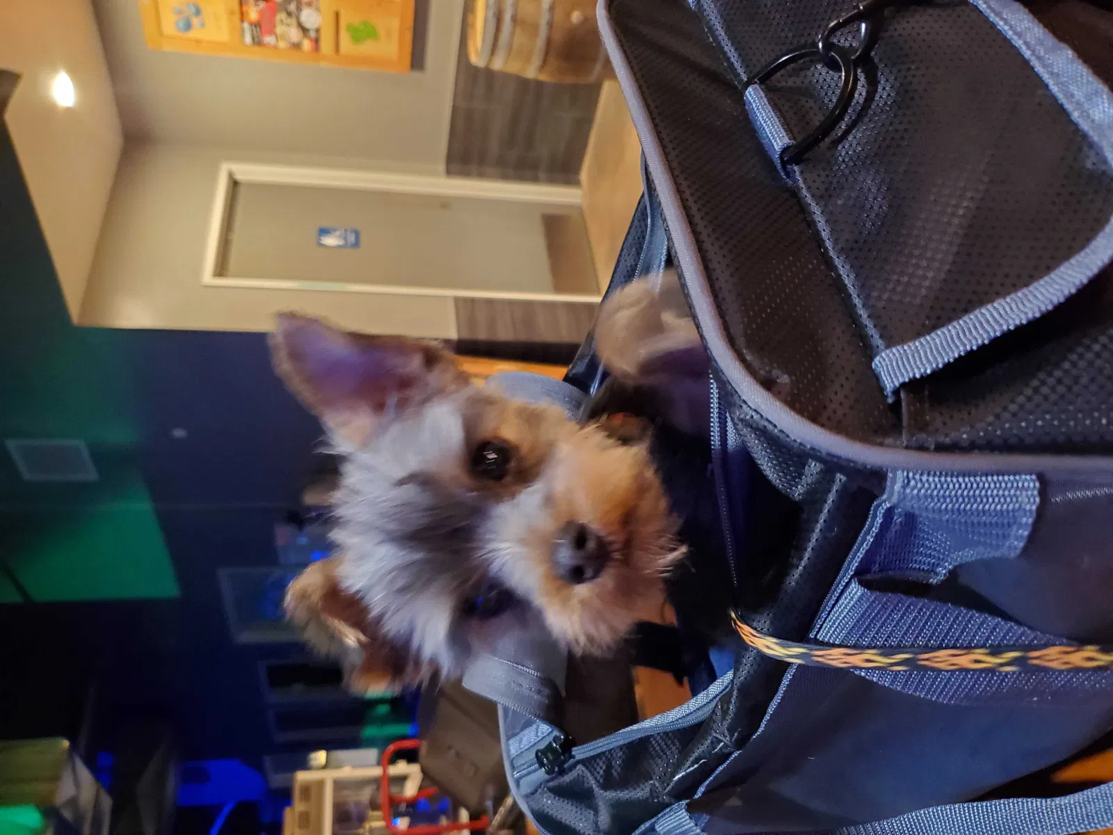 Lost dog in Nampa, ID, 83686