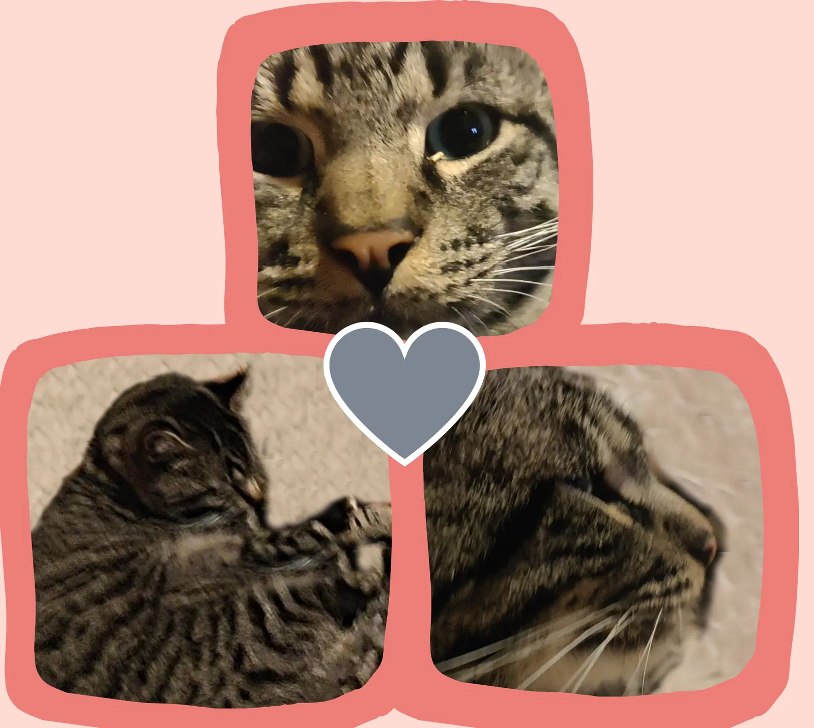 Lost cat in Shawnee, OK, 74801