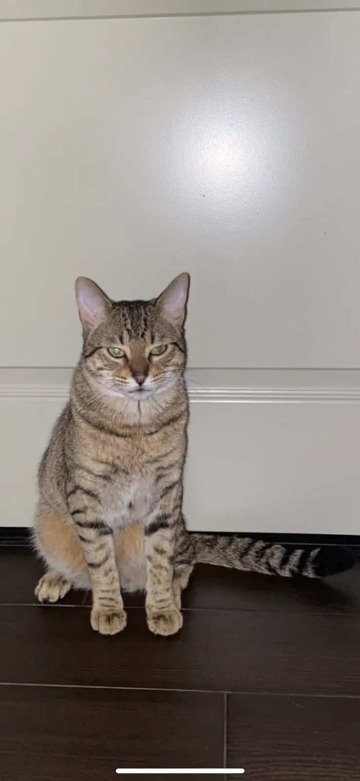 Lost cat in San Diego, CA, 92117