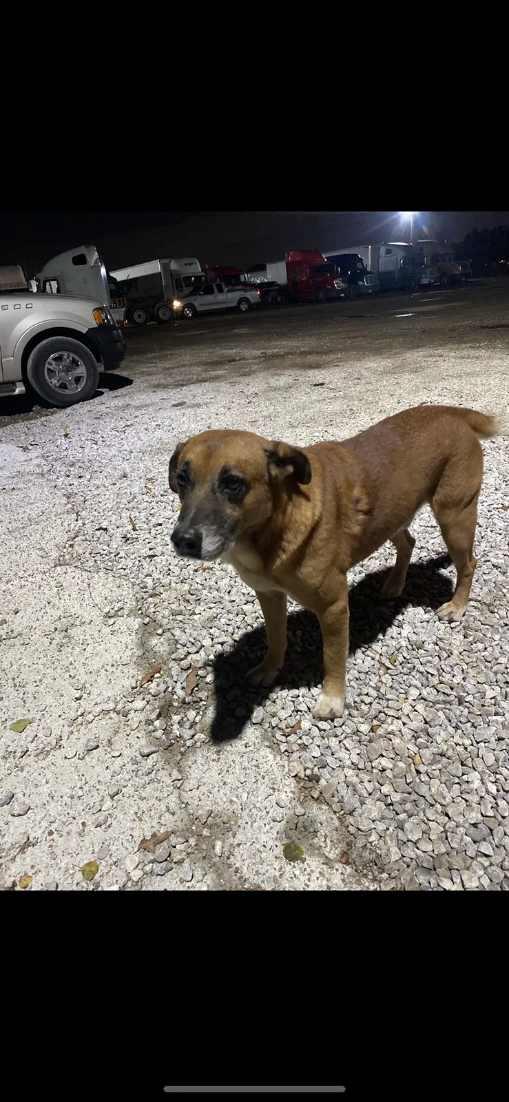 Lost dog in Cypress, TX, 77433