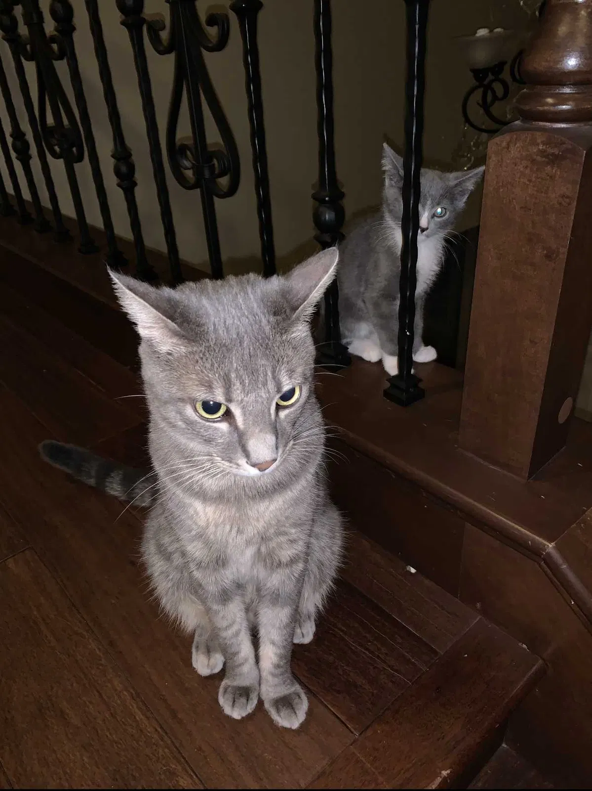 Lost cat in Rancho Cucamonga, CA, 91739