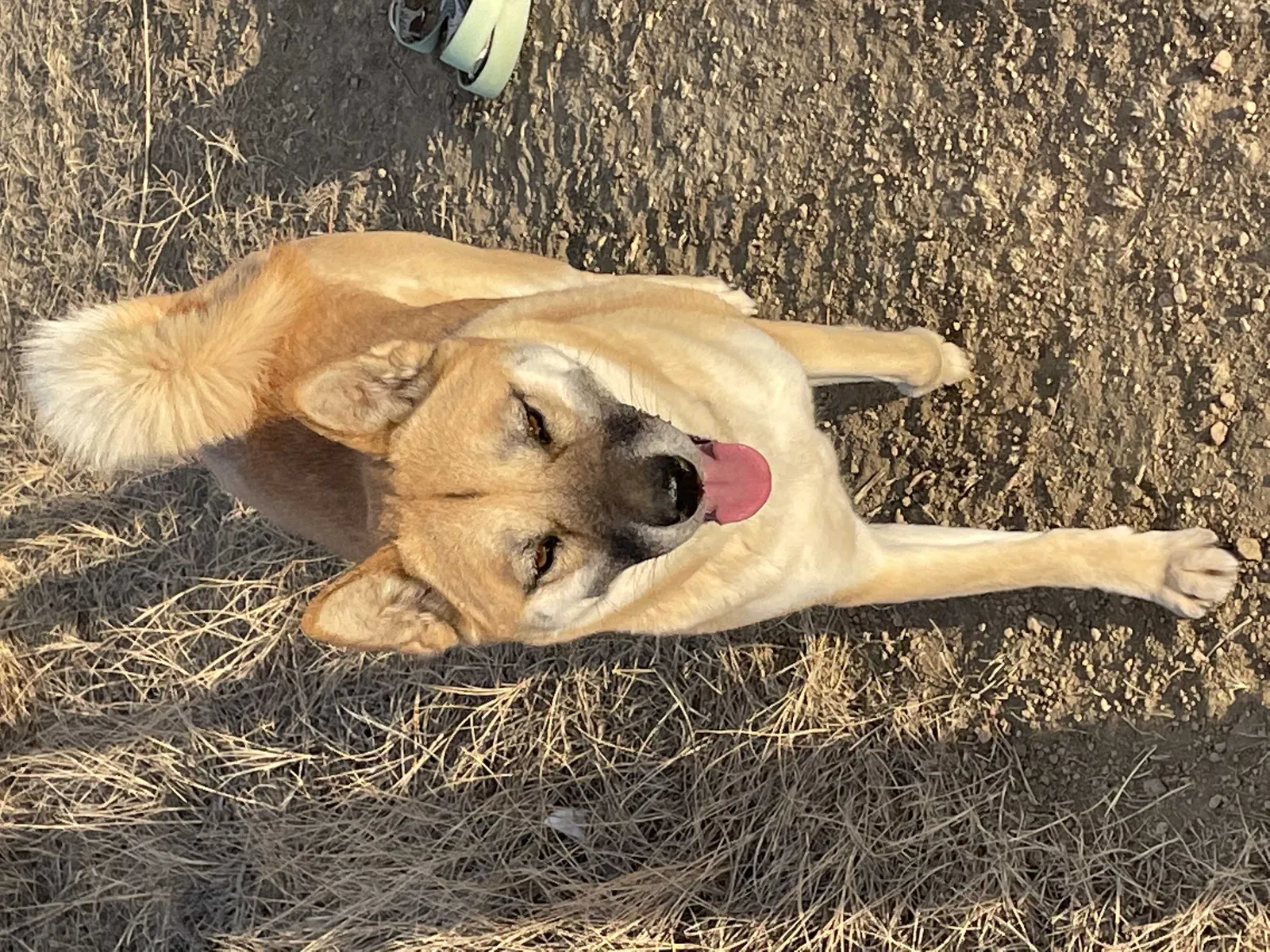 Lost dog in Boron, CA, 93516