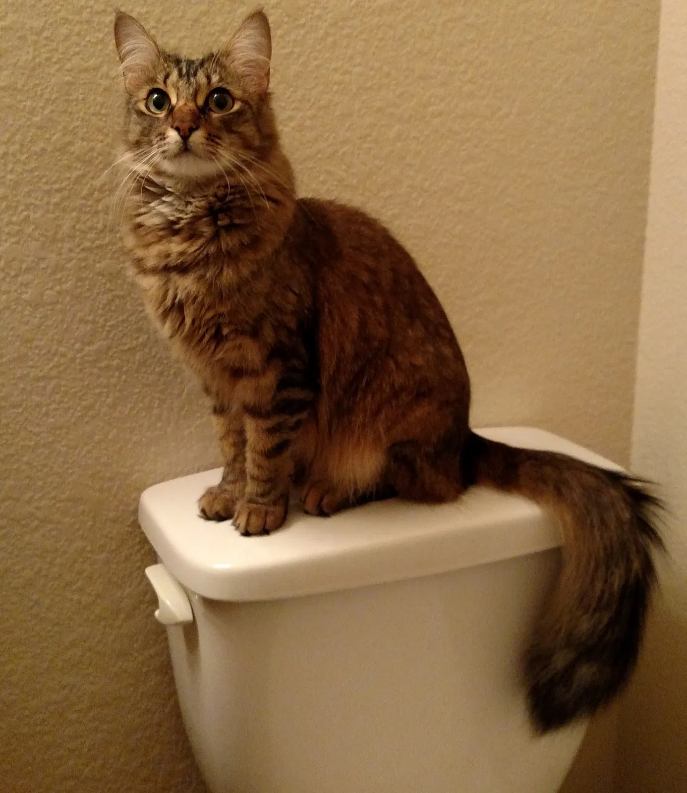 Lost cat in Fort Collins, CO, 80521
