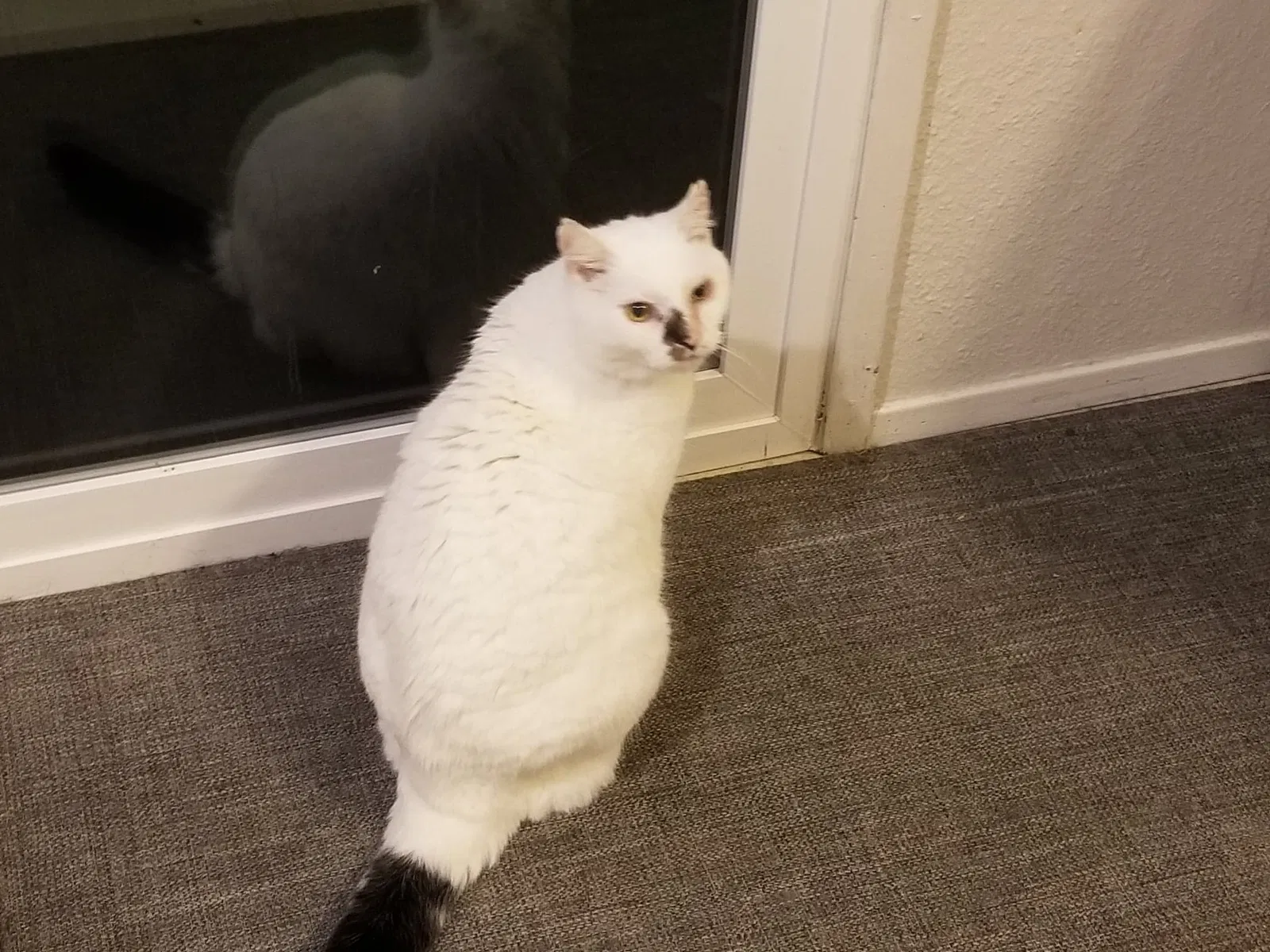 Lost cat in Kirkland, WA, 98034