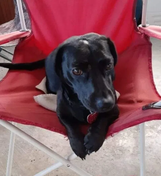 Lost dog in Helena, AL, 35080