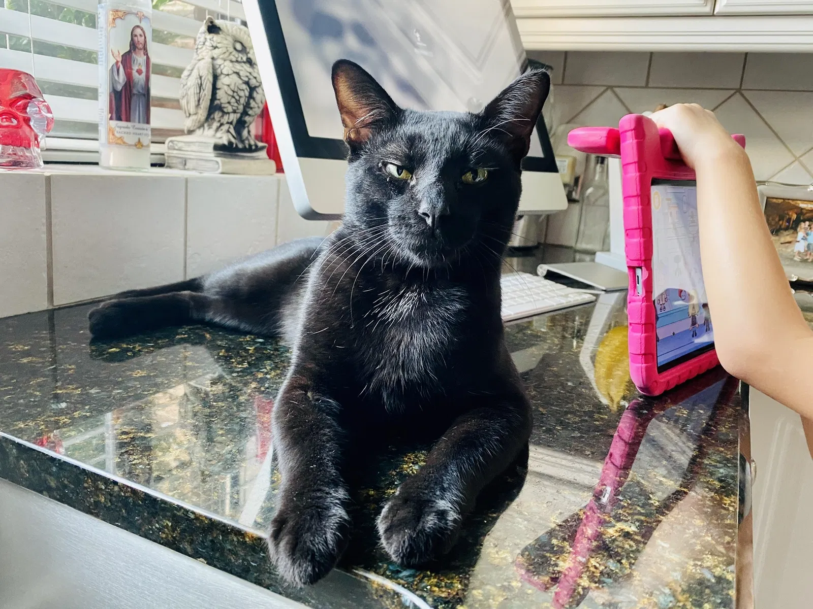 Lost cat in Granbury, TX, 76048