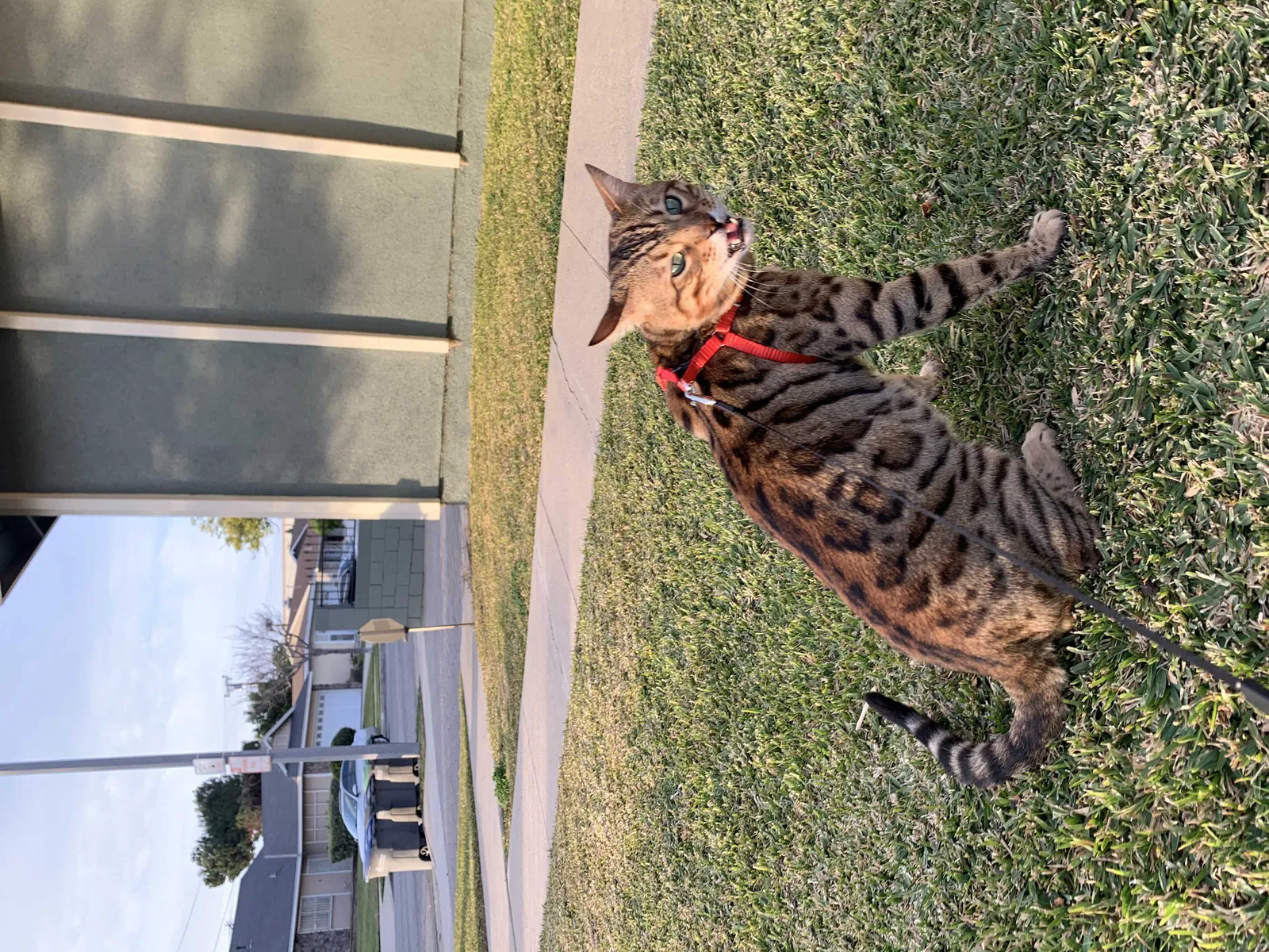Lost cat in Carson, CA, 90746