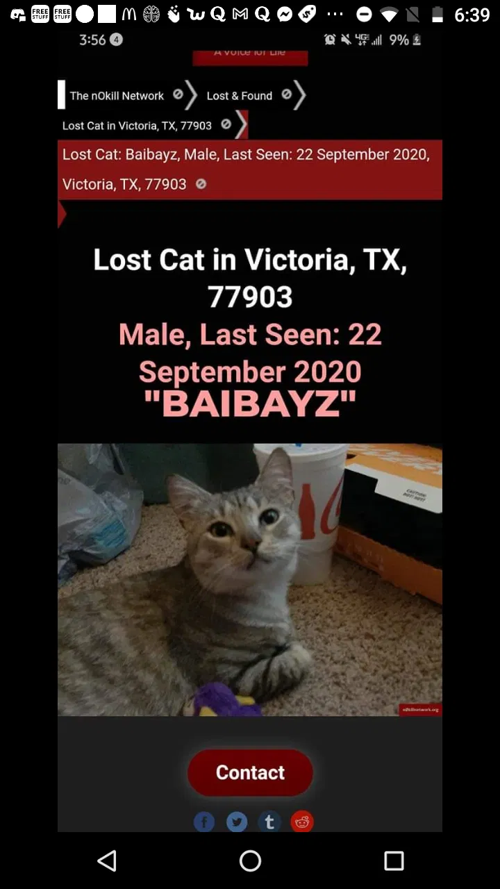 Lost cat in Victoria, TX, 77903