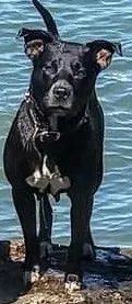 Lost dog in Antioch, CA, 94509