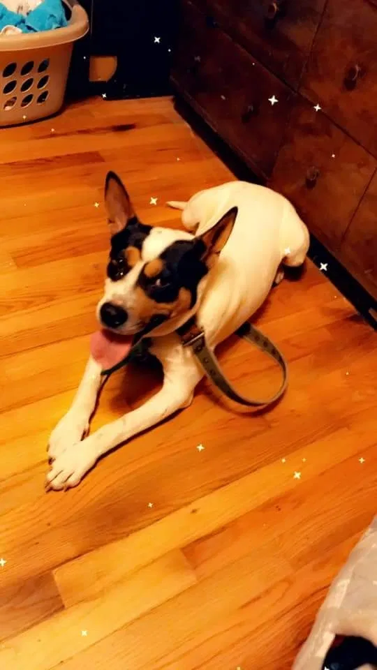 Lost dog in Spartanburg, SC, 29307