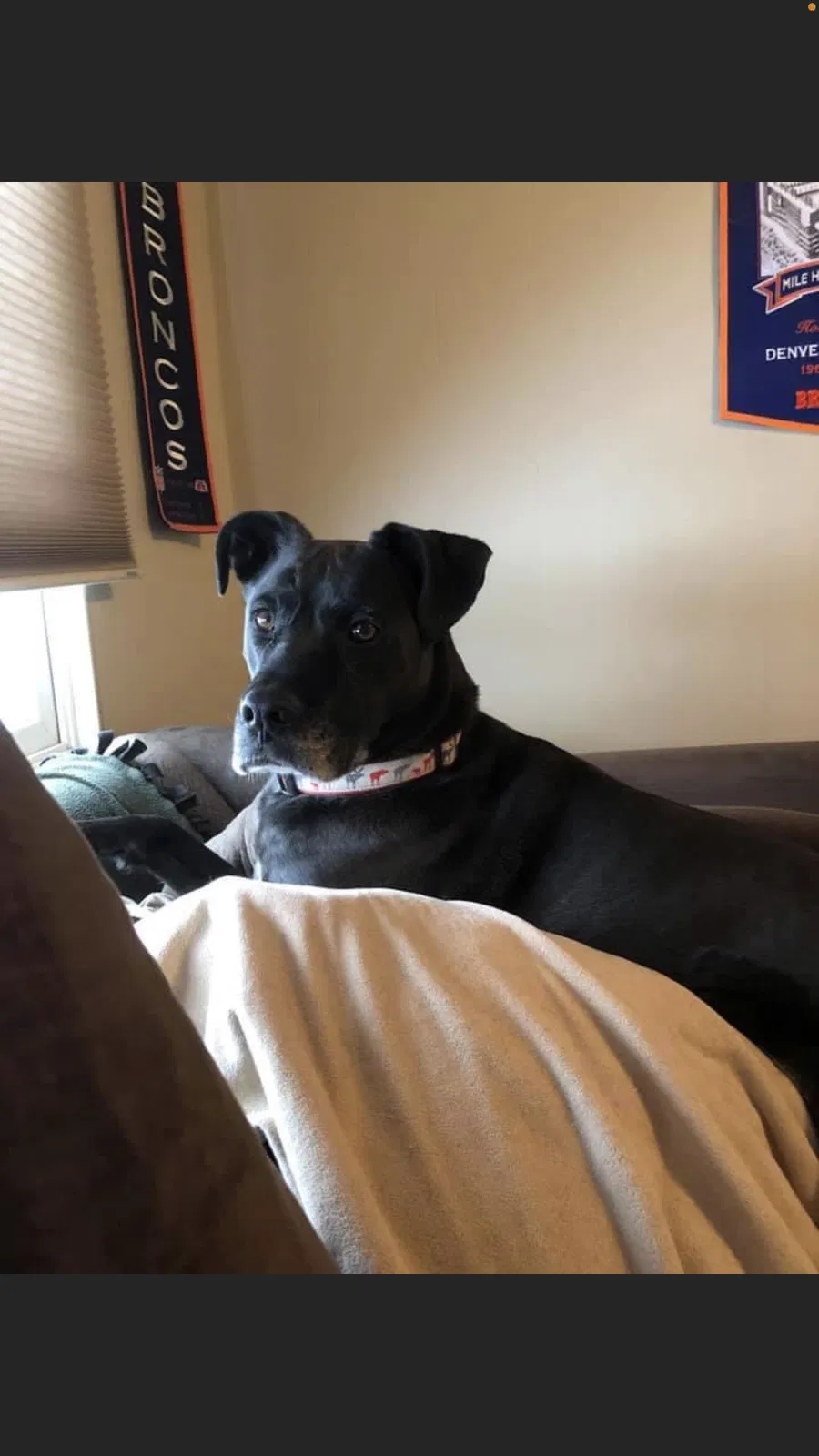 Lost dog in Littleton, CO, 80121