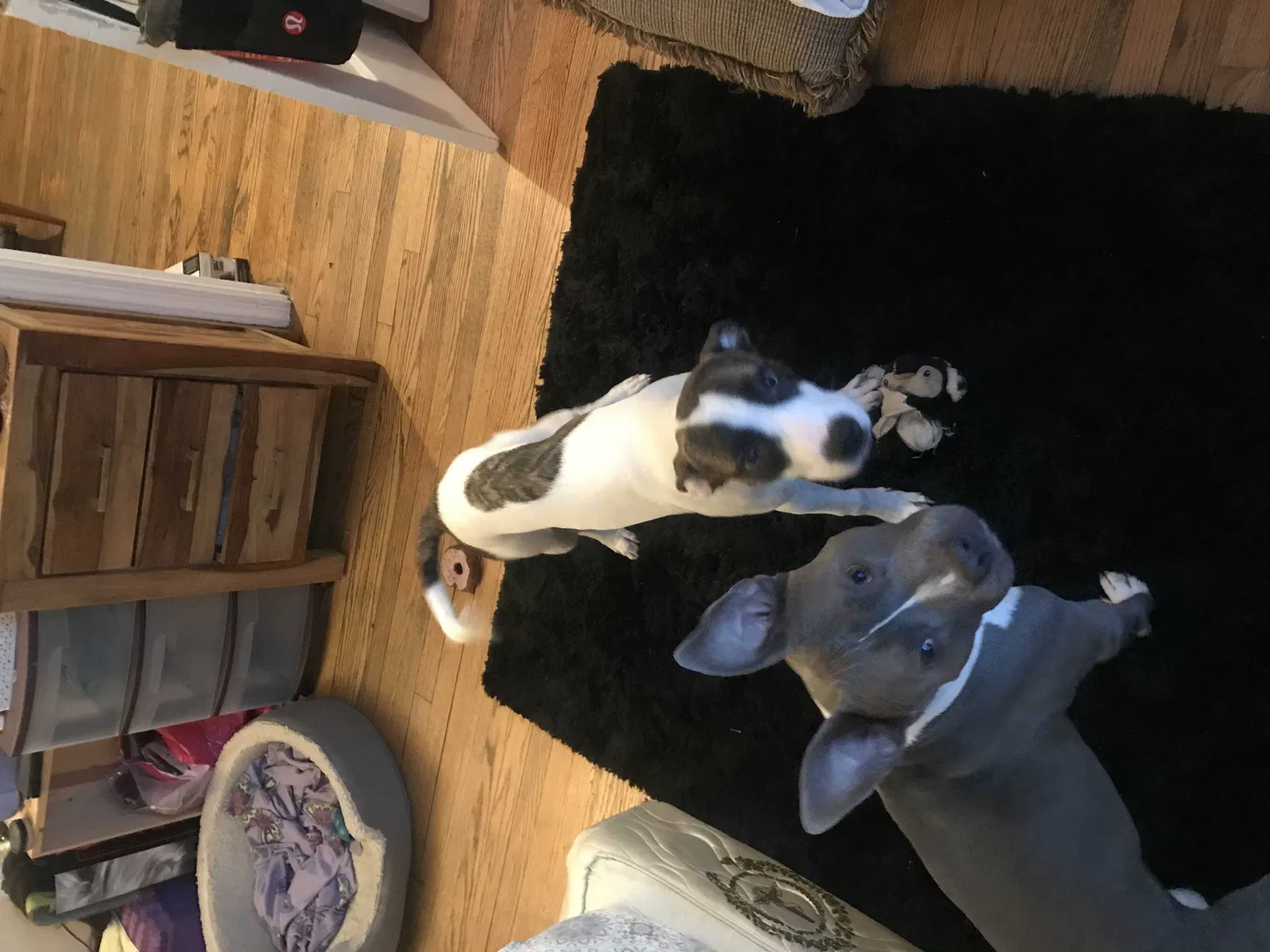 Lost dog in Hyattsville, MD, 20784