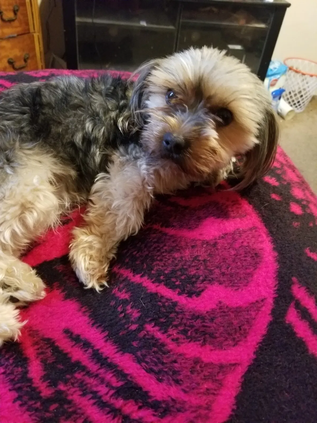 Lost dog in Inglewood, CA, 90303