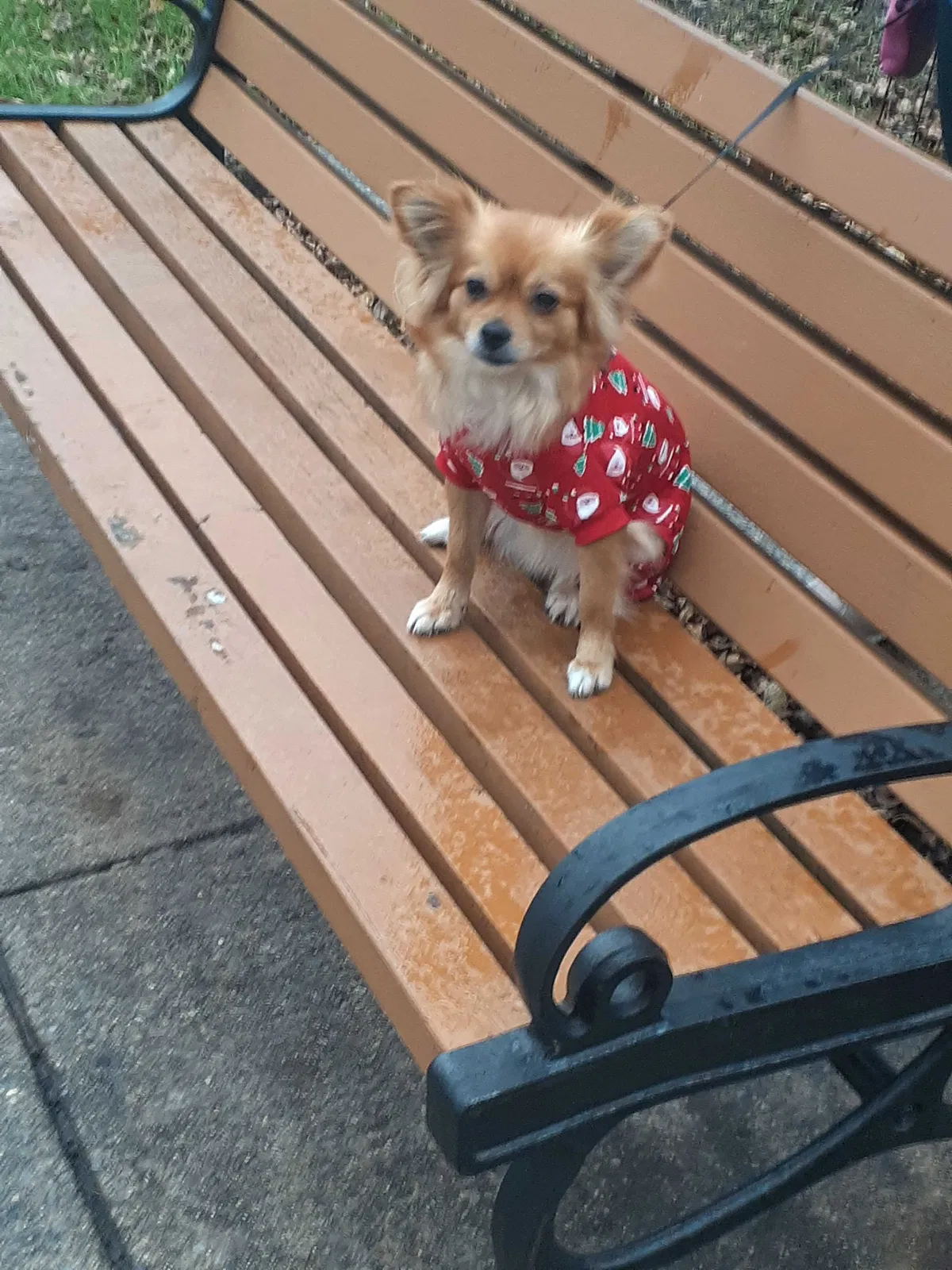Lost dog in Camden, NJ, 8102