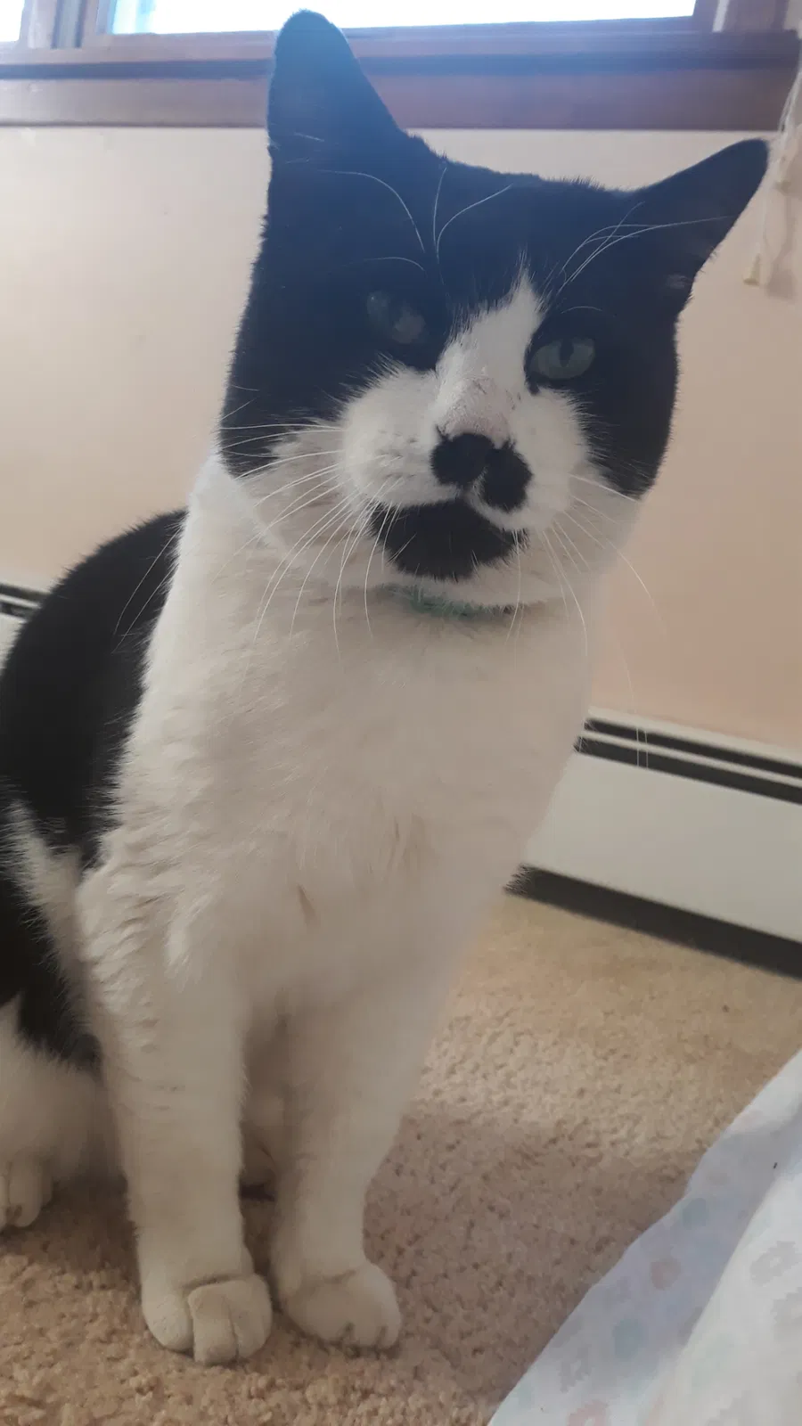Lost cat in East Meadow, NY, 11554
