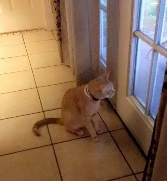 Lost cat in Deer Park, TX, 77536