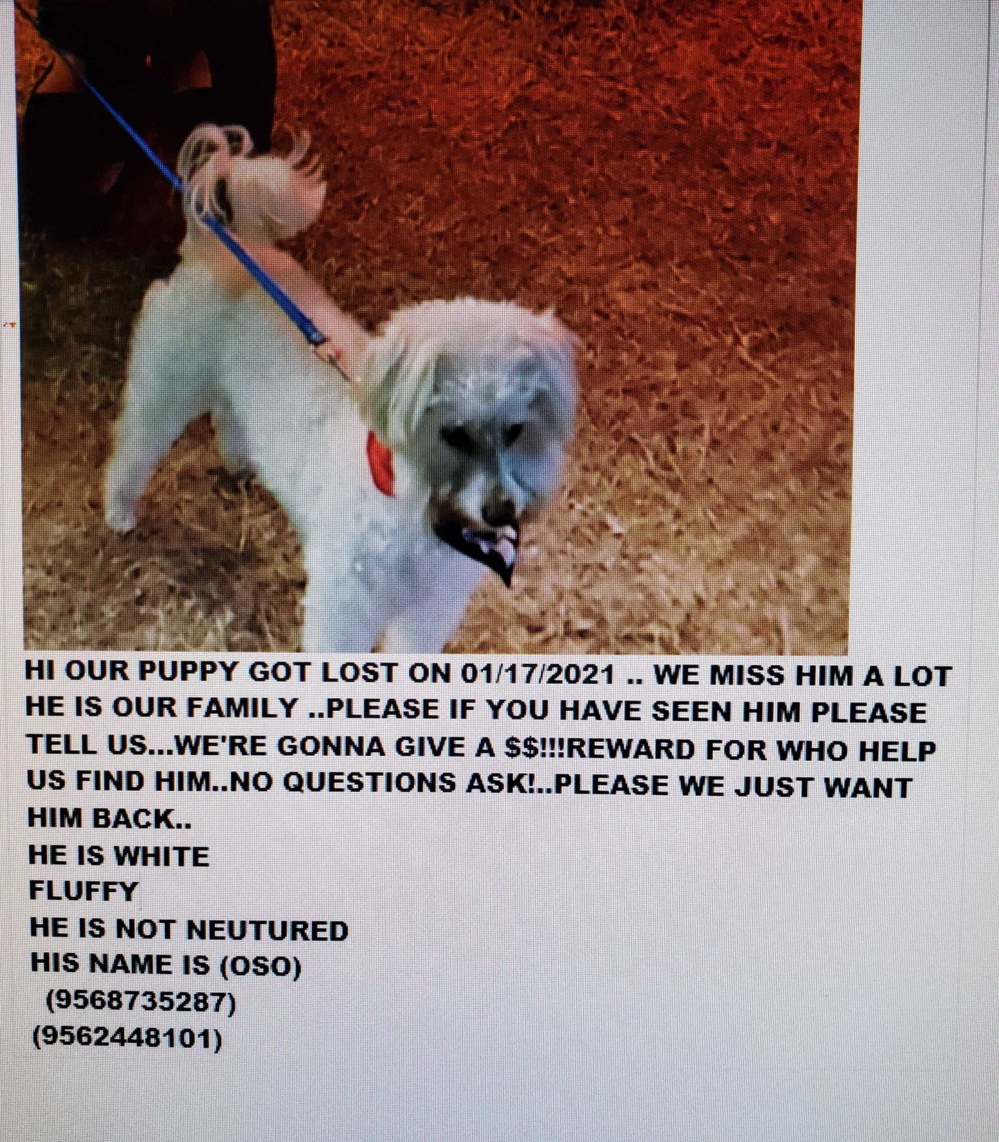 Lost dog in Harlingen, TX, 78550