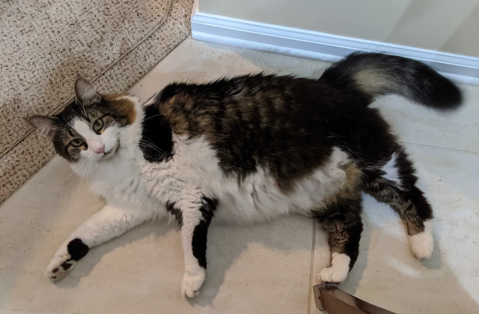 Lost cat in Saint Johns, FL, 32259