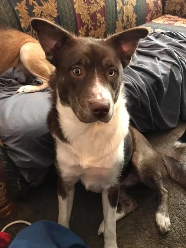 Lost dog in Seagoville, TX, 75159
