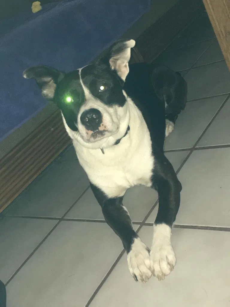 Lost dog in Winter Park, FL, 32789