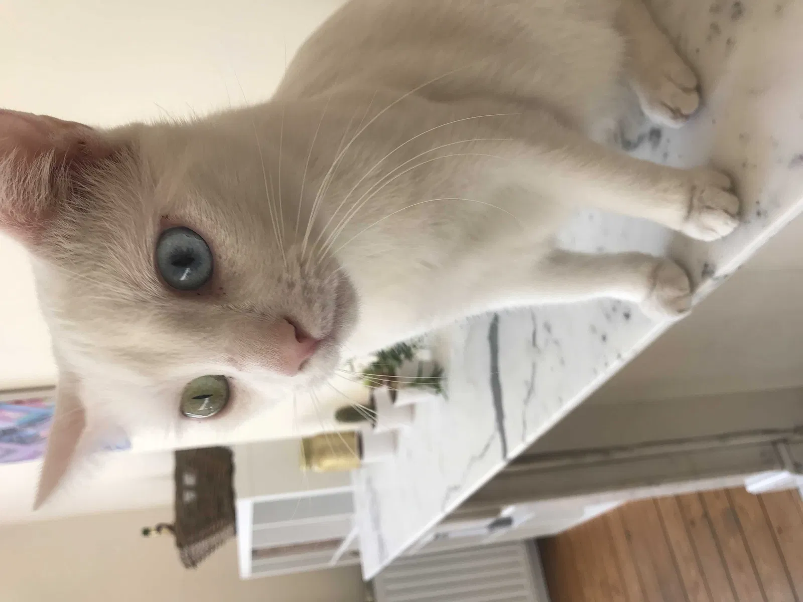 Lost cat in Dumfries, VA, 22026