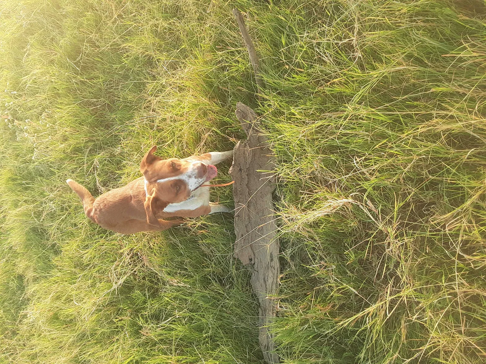 Lost dog in Sunset, TX, 76270