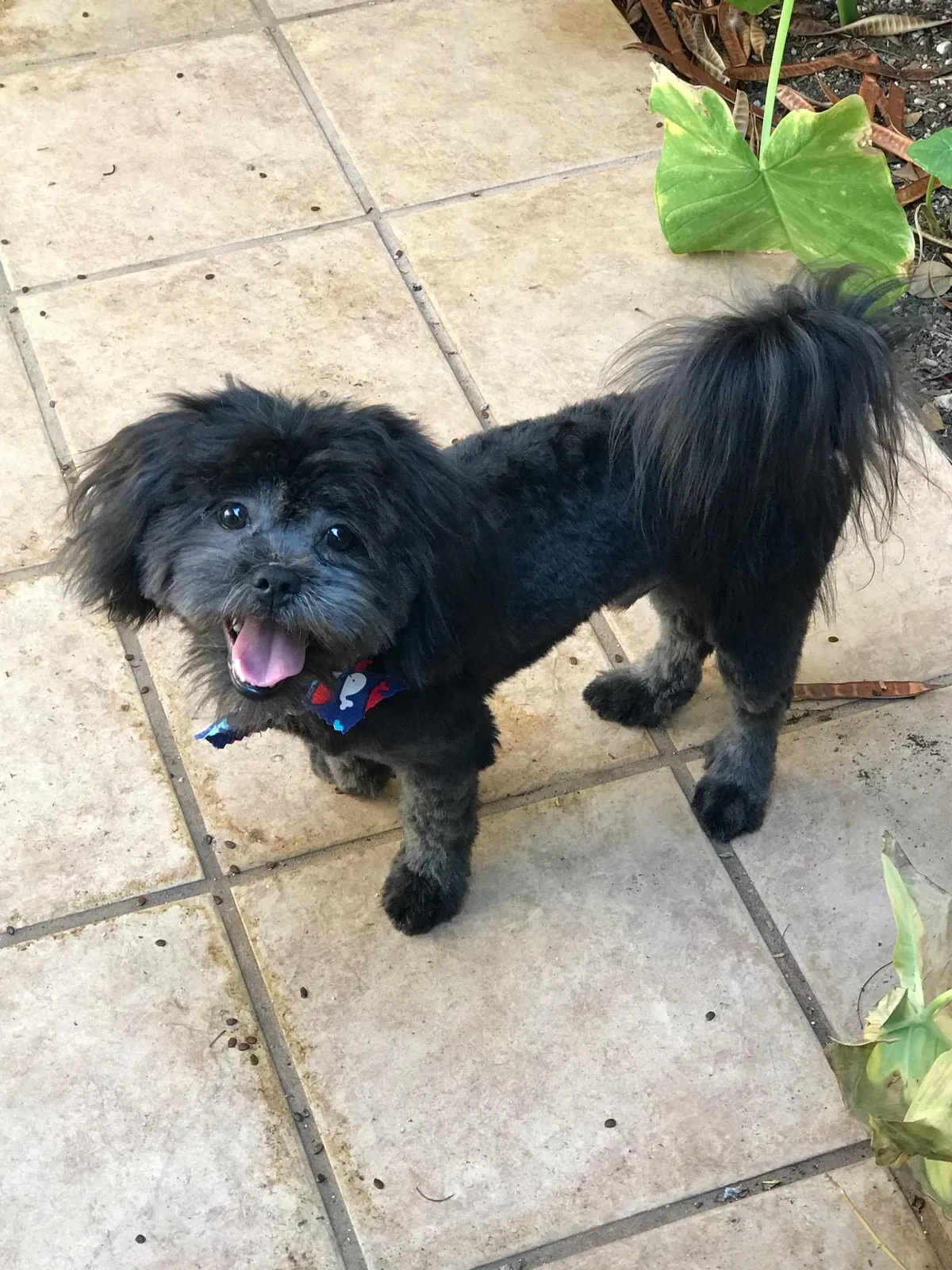Lost dog in Phoenix, AZ, 85033