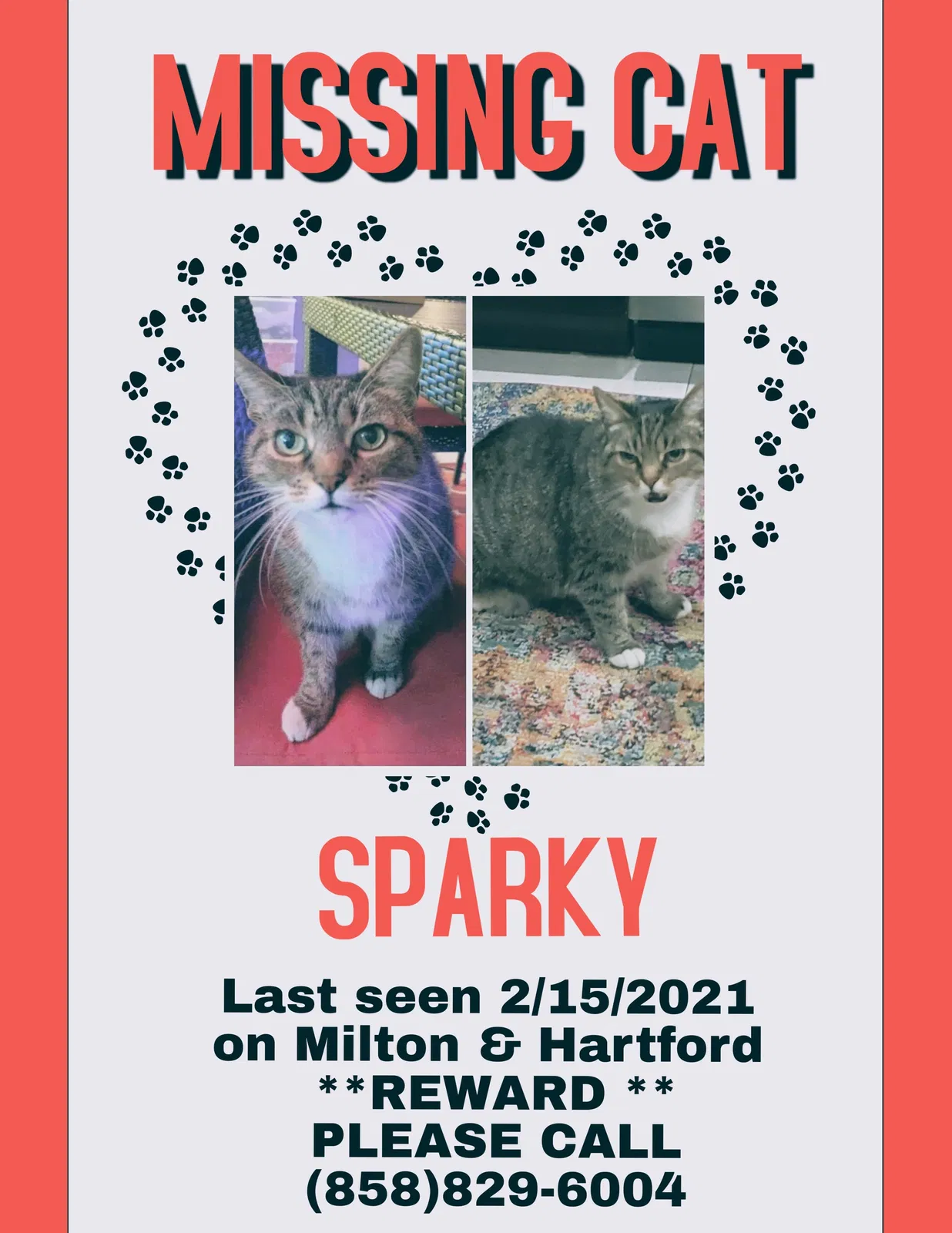 Lost cat in San Diego, CA, 92110