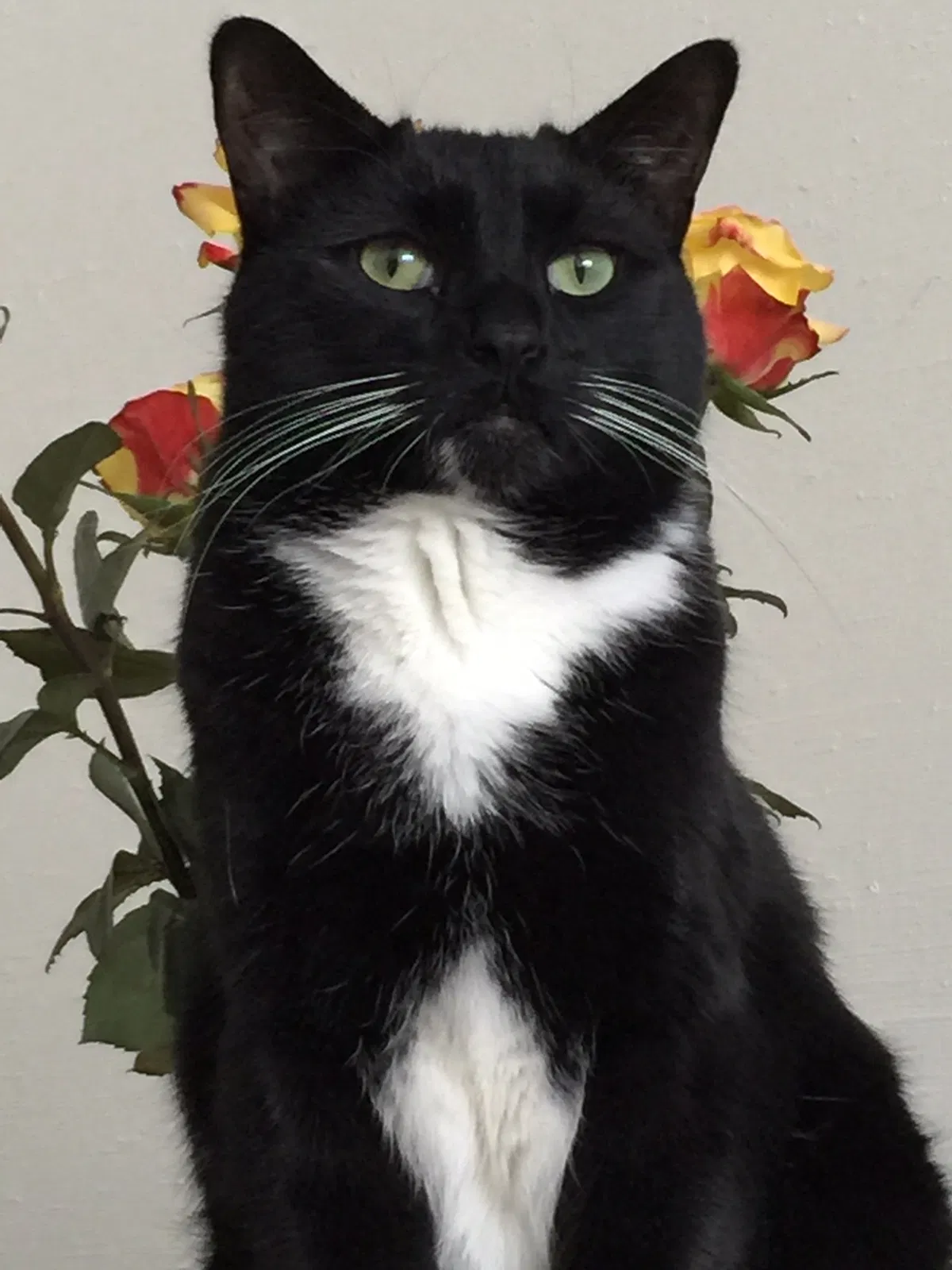 Lost cat in Cleveland, OH, 44115