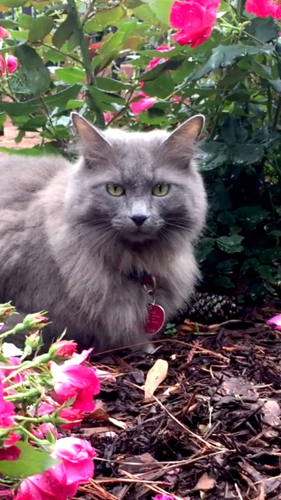 Lost cat in Marietta, GA, 30062