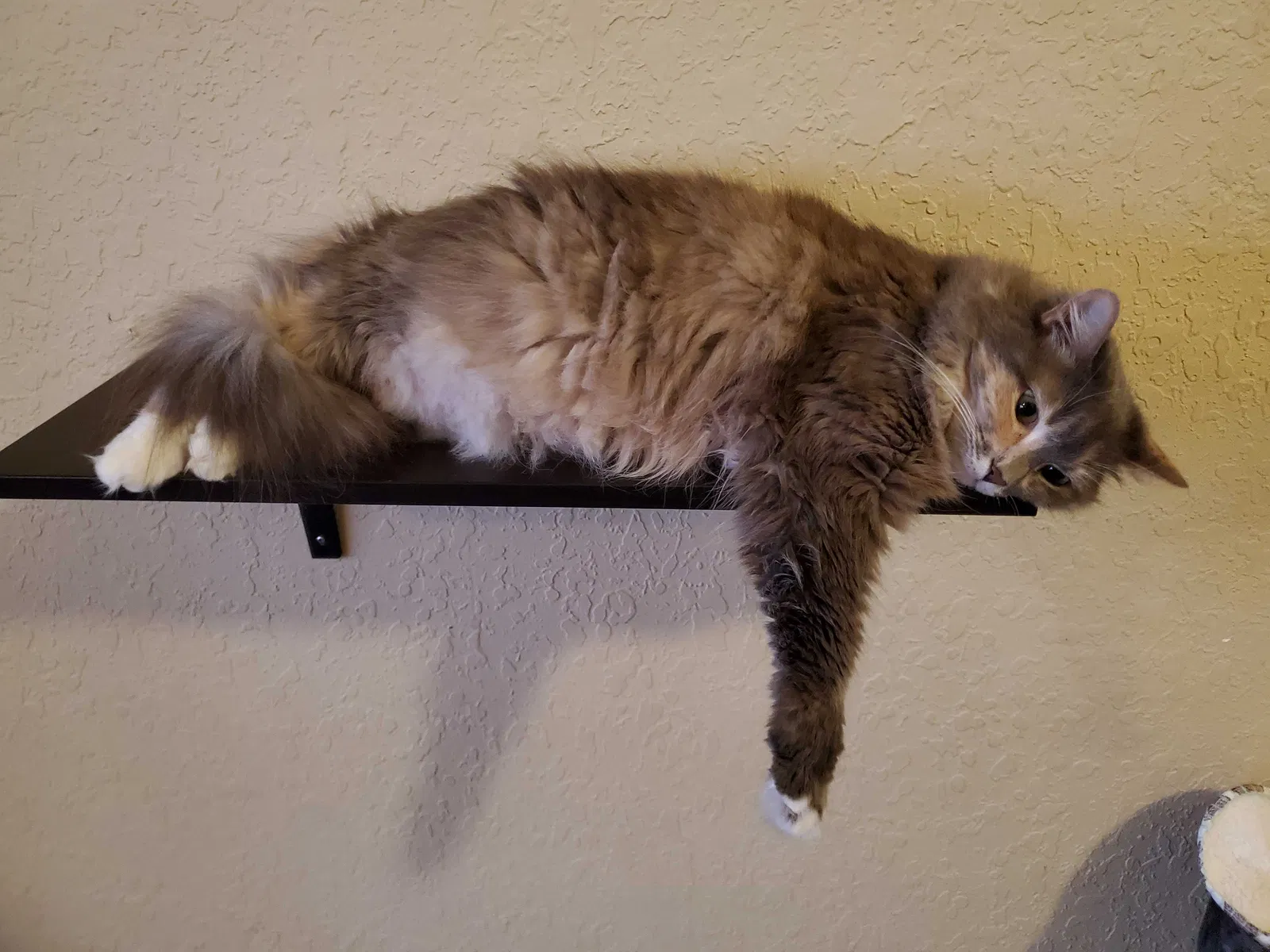 Lost cat in Saint Petersburg, FL, 33701