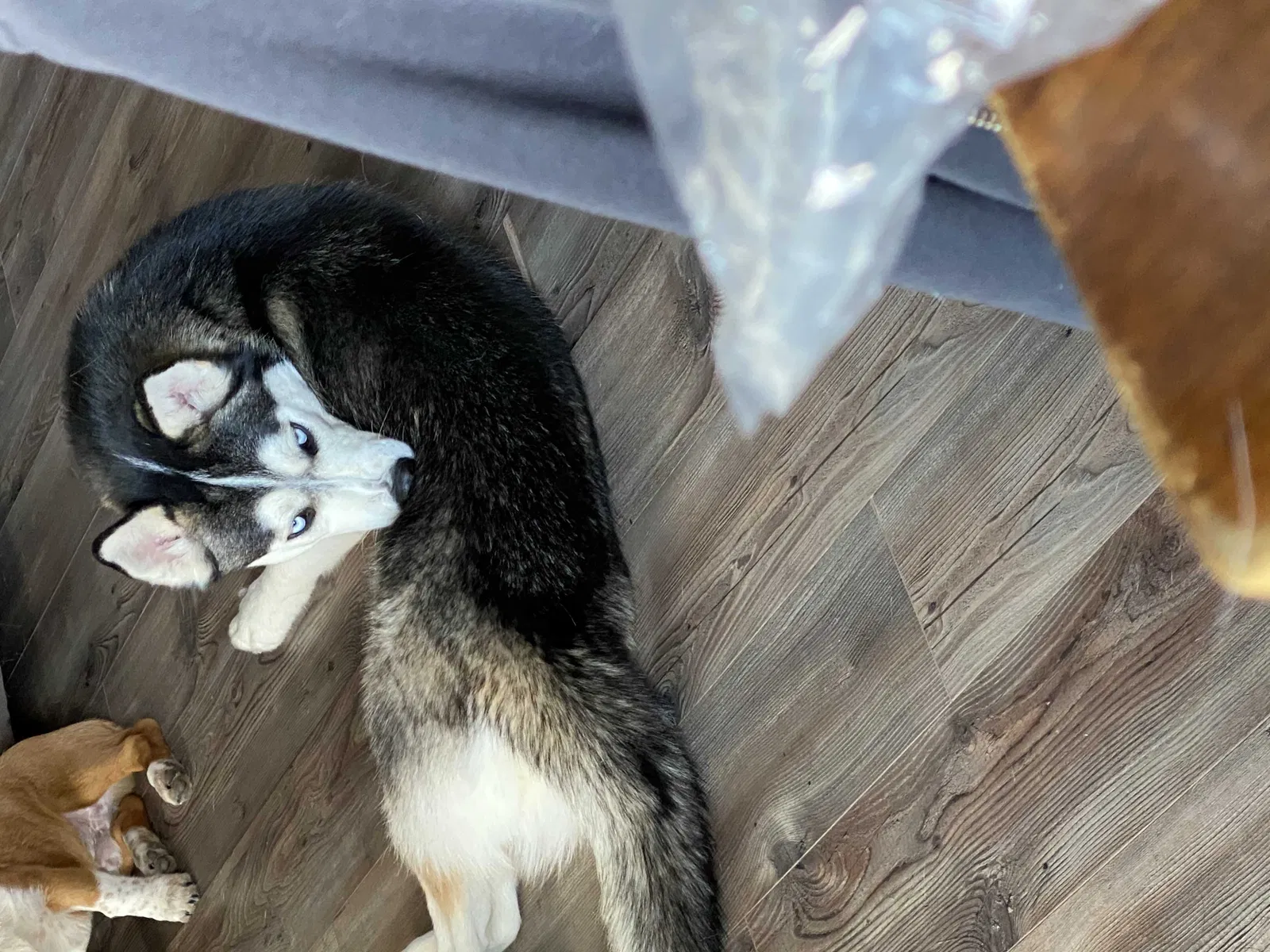 Lost dog in Oklahoma City, OK, 73132
