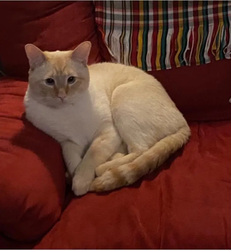 Lost cat in Welches, OR, 97067