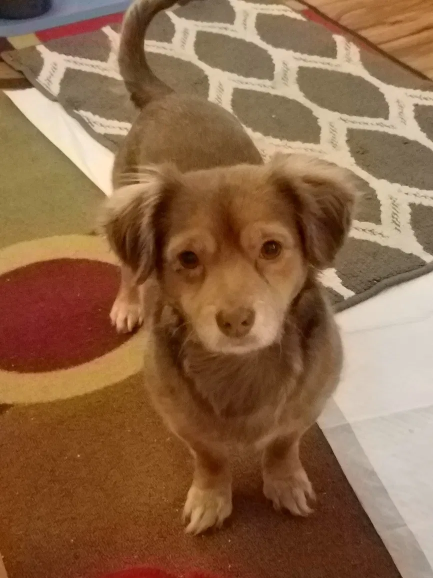 Lost dog in Kennedale, TX, 76060
