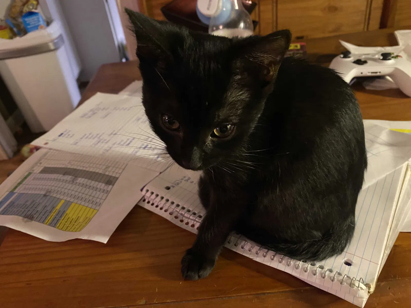 Lost cat in Bessemer, AL, 35023
