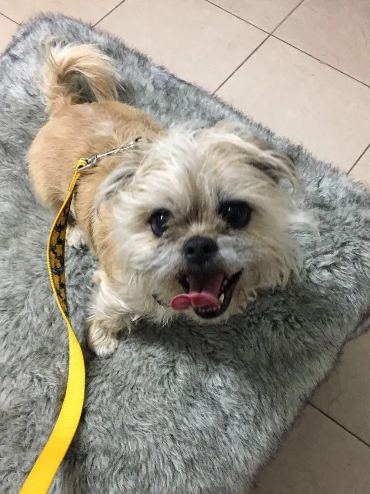 Lost dog in Tucson, AZ, 85746