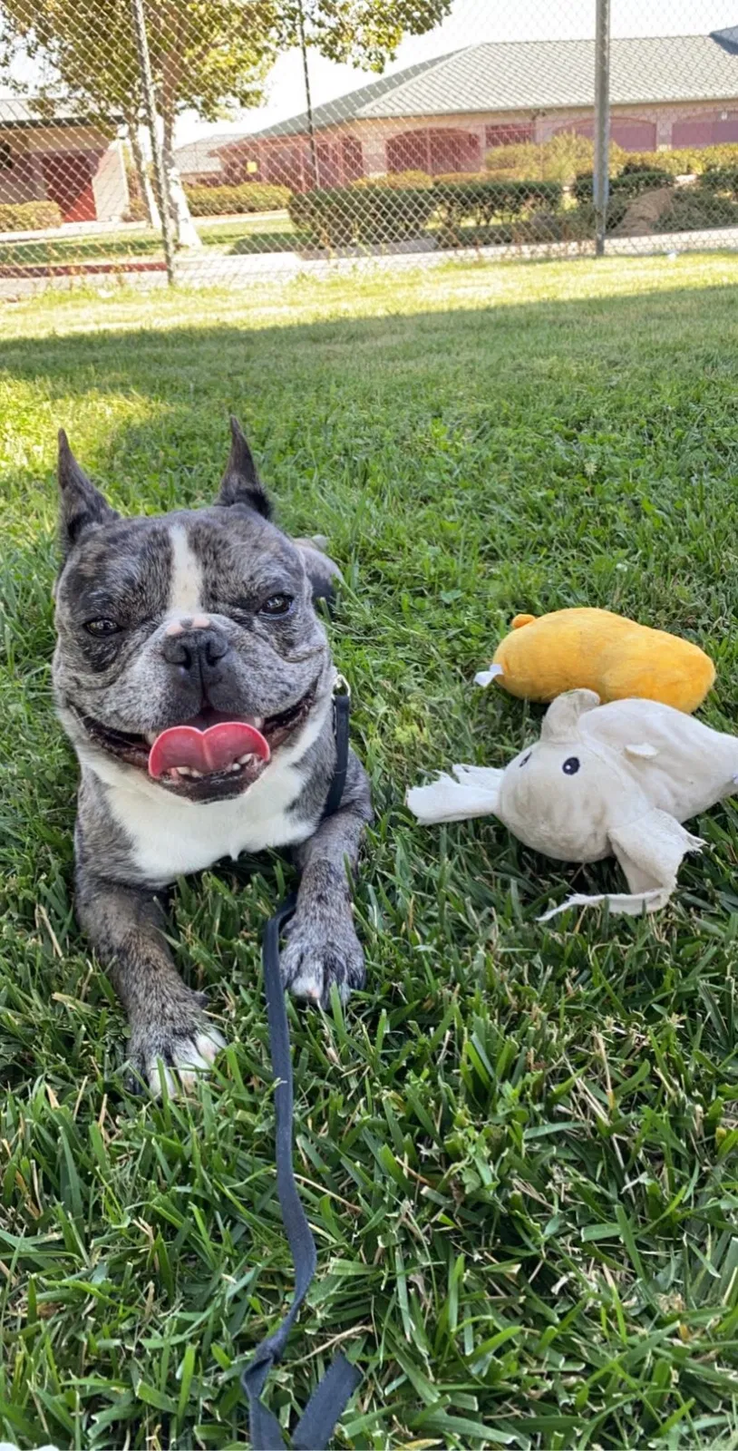 Lost dog in Stockton, CA, 95212
