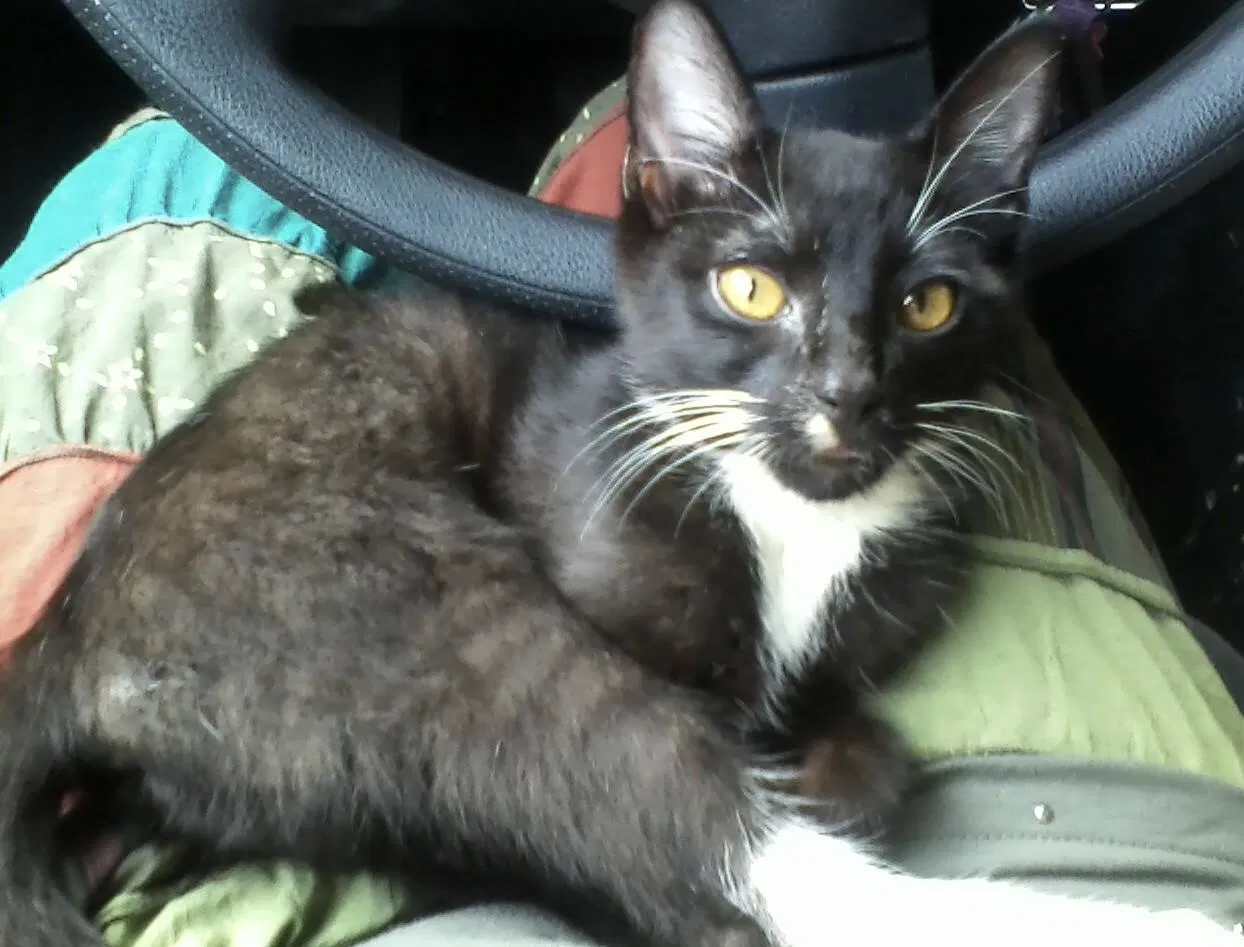 Lost cat in Oak Ridge, TN, 37830