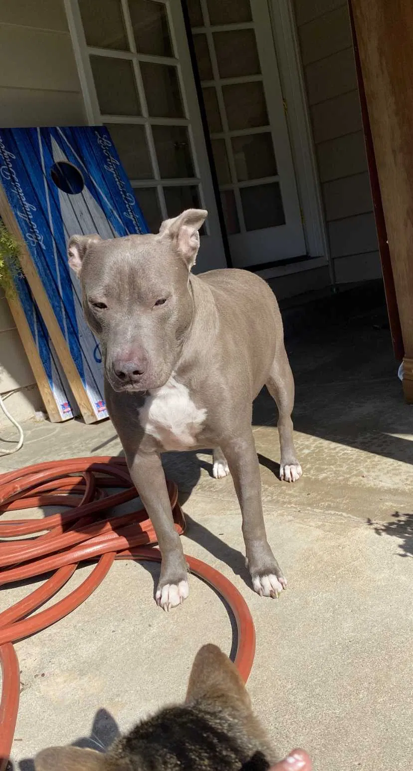 Lost dog in Sacramento, CA, 95864