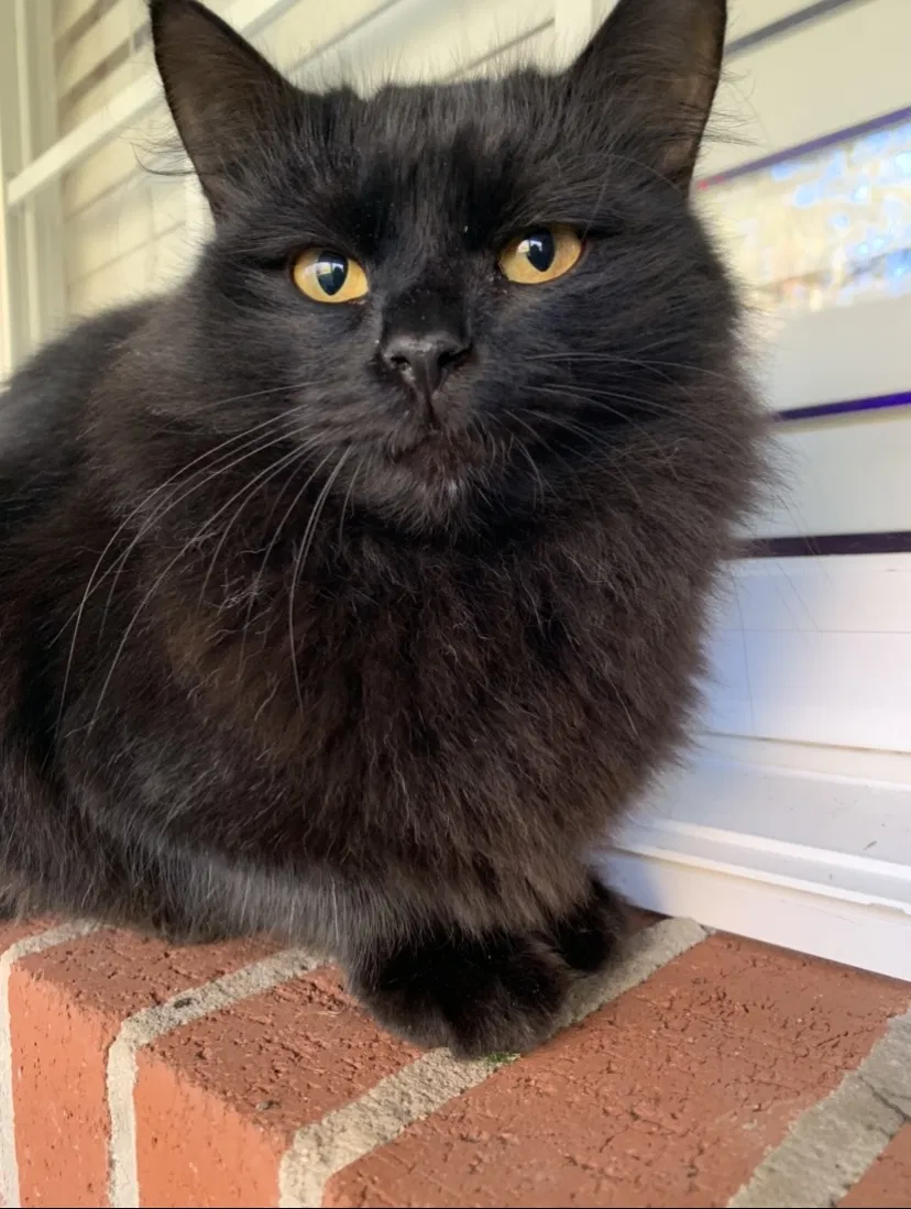 Lost cat in Winston, GA, 30187