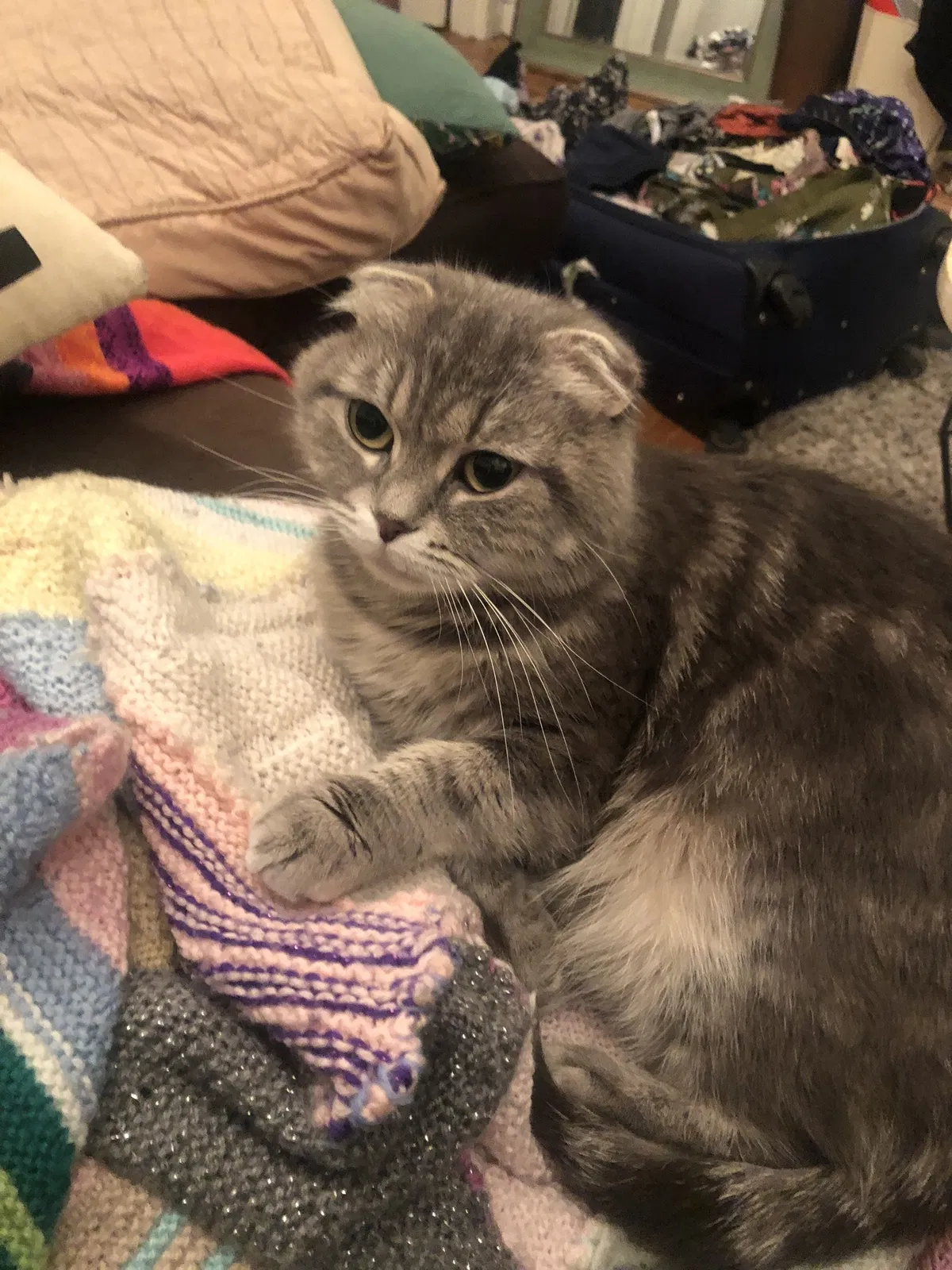 Lost cat in Marina Del Rey, CA, 90292