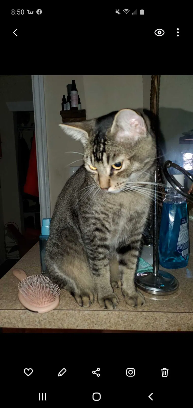 Lost cat in Tacoma, WA, 98422