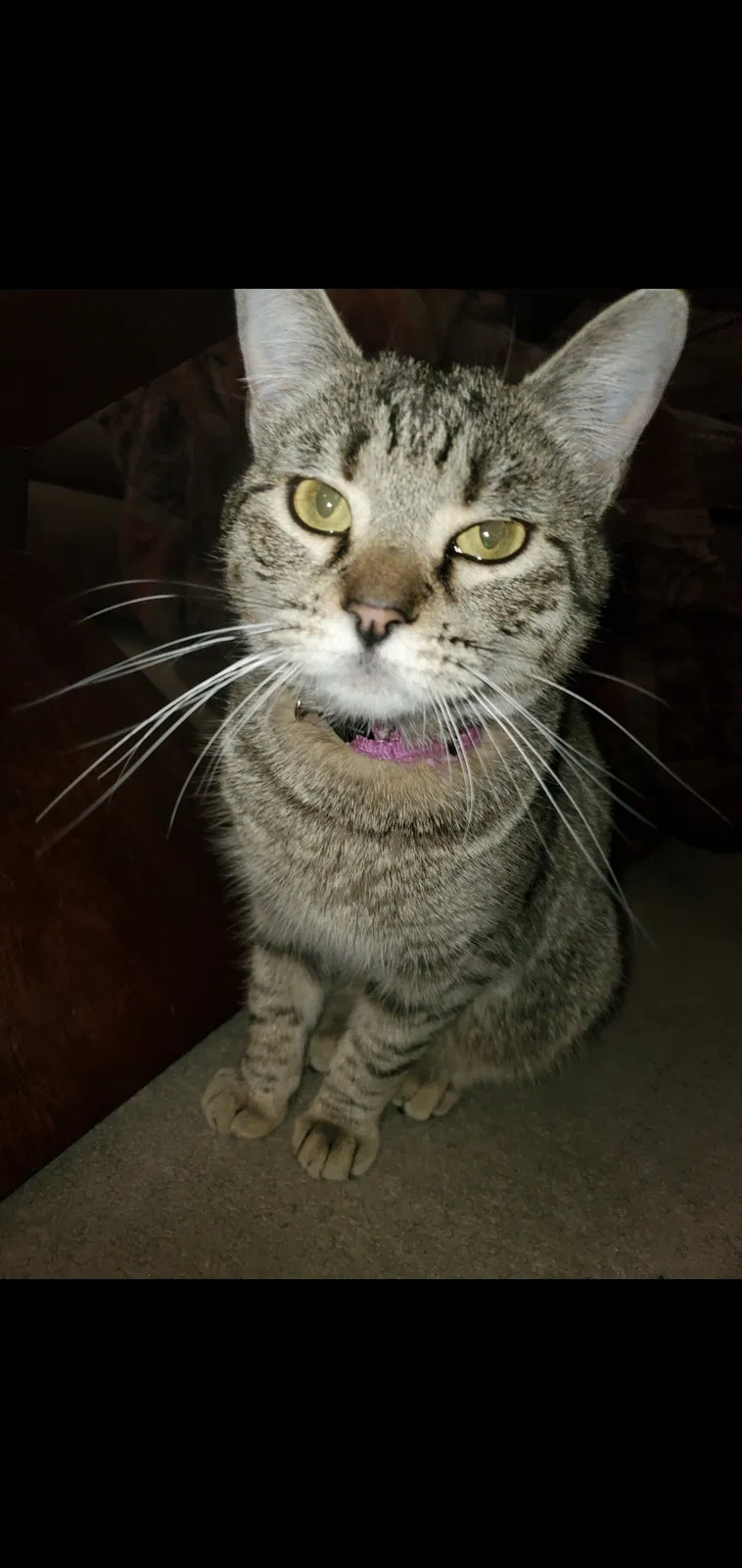 Lost cat in Boise, ID, 83706