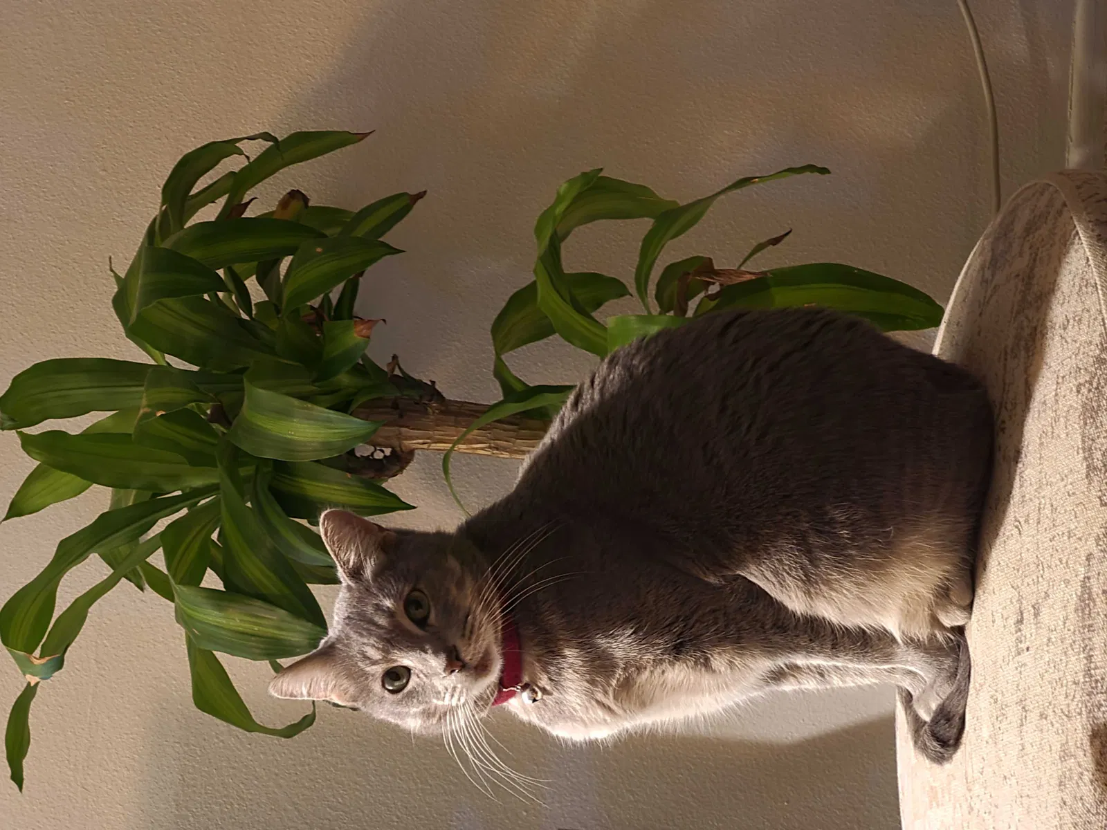 Lost cat in Newport Beach, CA, 92663