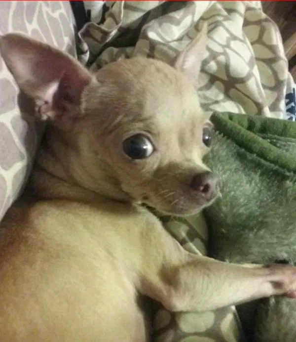 Lost dog in Baytown, TX, 77523
