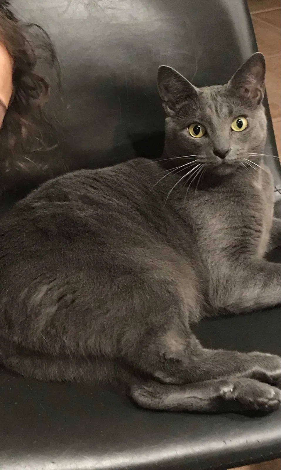 Lost cat in Fort Pierce, FL, 34951