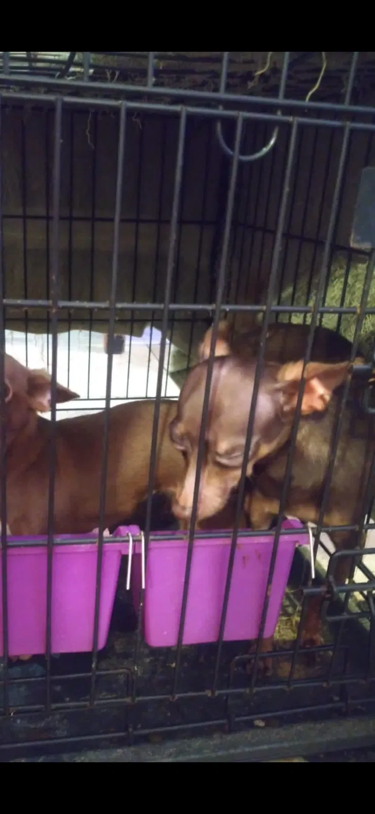 Lost dog in Homestead, FL, 33030