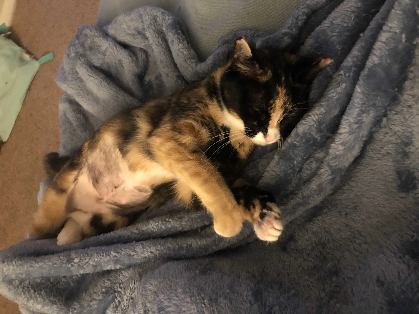 Lost cat in San Antonio, TX, 78232
